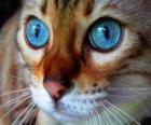 синие глаза кота